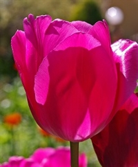 Tulipan Don Quichotte 10 løg